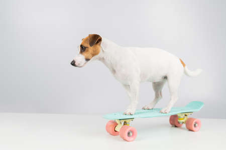 Dog on a penny board on a white background. Jack Russell Terrier rides a skateboard in the studio.の写真素材