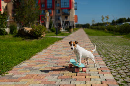 Jack russell terrier dog rides a penny board outdoors.