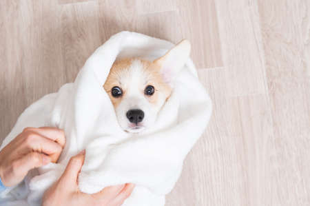 Woman wrapped a red corgi puppy in a blanket.の写真素材