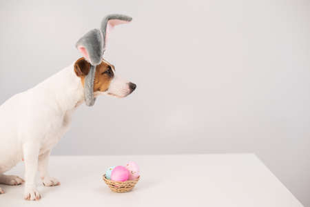 Funny dog Jack Russell Terrier in a bunny costume with a basket of painted eggs on a white background. Catholic Easter symbolの写真素材