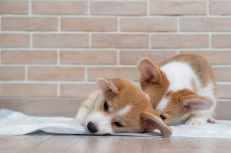 Two pembroke corgi puppies on a disposable diaper.の写真素材