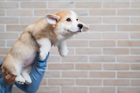 A woman holds a welsh corgi puppy against a brick wall.の写真素材