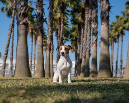 Jack Russell Terrier dog sitting under palm trees.の写真素材