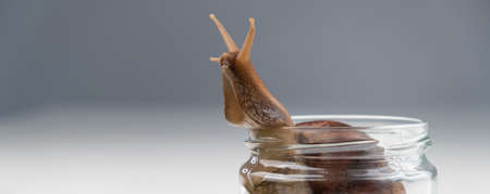 Close-up of a snail crawling on an empty glass jar on a white background. The use of shellfish in cosmetology.の写真素材
