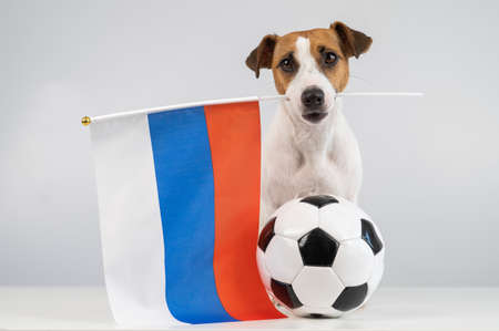 Jack Russell Terrier dog holding a Russian flag and a soccer ball on a white background.の写真素材