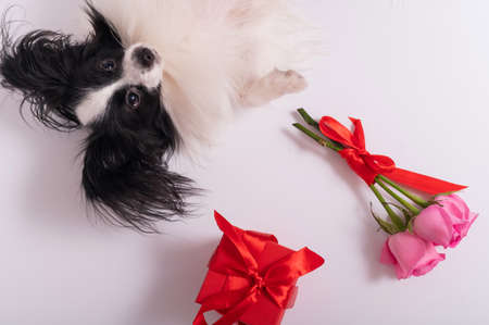 Portrait of a cute eared dog of the Papillon breed with a gift and a bouquet of roses for Valentines Day. A romantic continental spaniel on a dateの写真素材