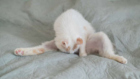 White fluffy cat licks lying on the bed.の写真素材