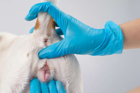 Veterinarian doing an examination of the genitals of a female dog Jack Russell Terrier.の写真素材
