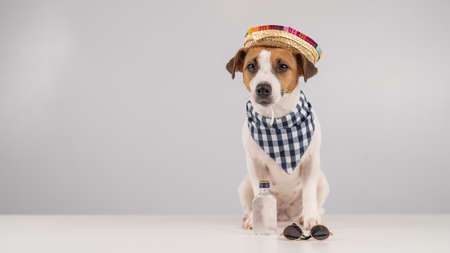 Jack Russell Terrier dog dressed as a Mexican.の写真素材