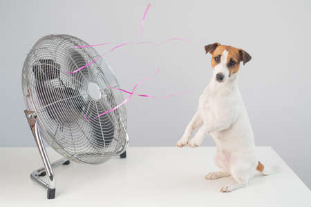 Jack russell terrier dog sits enjoying the cooling breeze from an electric fan on a white background.の写真素材