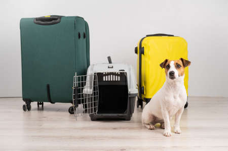 Jack russell terrier dog sits by suitcases and travel box. Ready for vacation.