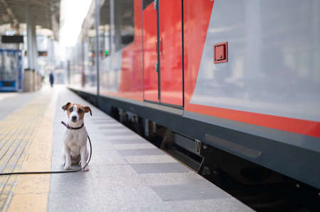 Jack Russell Terrier dog sits alone at the train station outdoors.