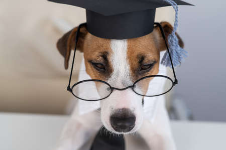 Cute dog jack russell terrier sits at the desk in glasses tie and academic cap.の写真素材