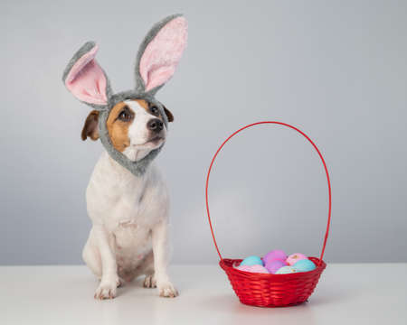 Cute jack russell terrier dog in a bunny rim next to a basket with painted easter eggs on a white...