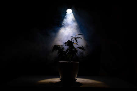 Smoke on a ficus in a pot on a black background.の写真素材