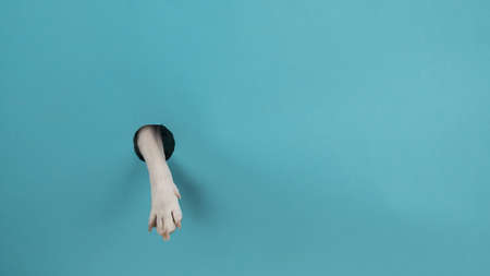 Dog paw sticks out of a hole in a paper blue background. Copy space.の写真素材