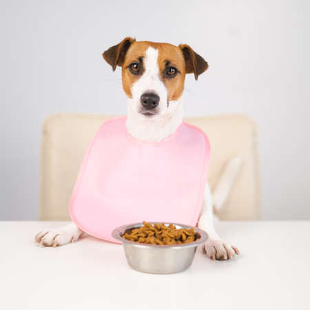 Dog jack russell terrier at the dinner table in a pink bib.の写真素材