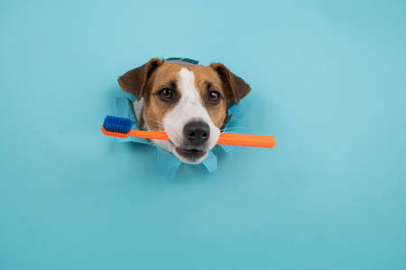 The muzzle of a Jack Russell Terrier sticks out through a hole in a paper blue background and holds an orange toothbrush.の写真素材
