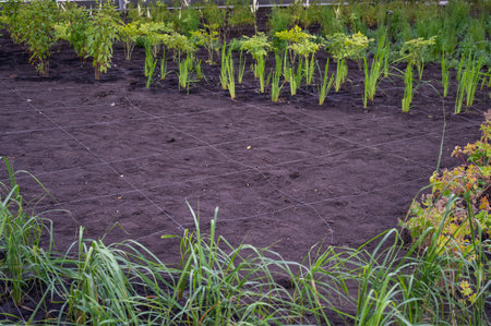 Landscaping. A lined plot of land for planting ornamental plants.