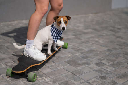 Caucasian woman riding a longboard along with dog jack russell terrier.の写真素材