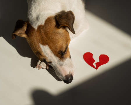 Jack Russell Terrier dog lies next to a broken heart.の写真素材