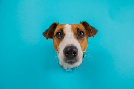 Funny dog muzzle from a hole in a paper blue background.の写真素材