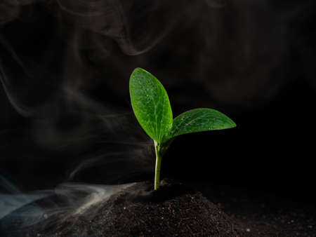 Zucchini sprout in fog on a black background.