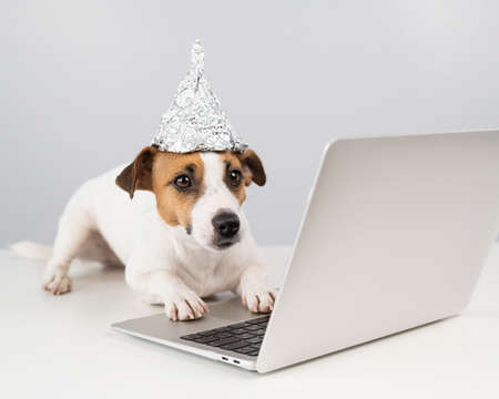 Jack Russell Terrier dog in a foil hat works at a laptop.