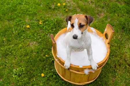 The dog is washed in a wooden tub outdoors. jack russell terrier take a bubble bath in the backyard lawnの写真素材