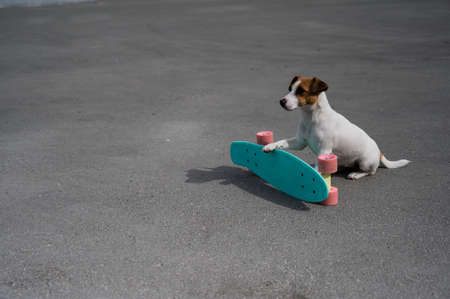 Jack russell terrier dog rides a penny board outdoors