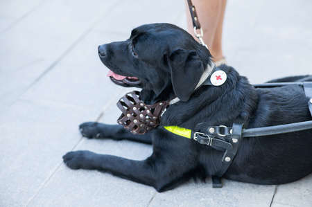 Black Labrador working as a guide dog for a blind woman.の写真素材