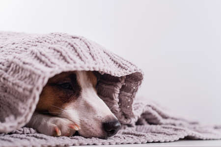 A cute little dog lies covered with a gray plaid. The muzzle of a Jack Russell Terrier sticks out from under the blanketの写真素材