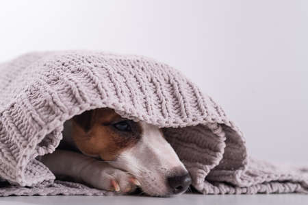 A cute little dog lies covered with a gray plaid. The muzzle of a Jack Russell Terrier sticks out...