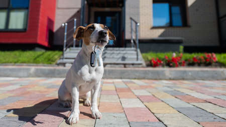 Dog Jack Russell Terrier is sitting at the door holding the keys to the house.