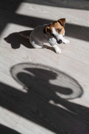 Jack russell terrier dog on the wooden floor. Shade from blinds and fanの写真素材