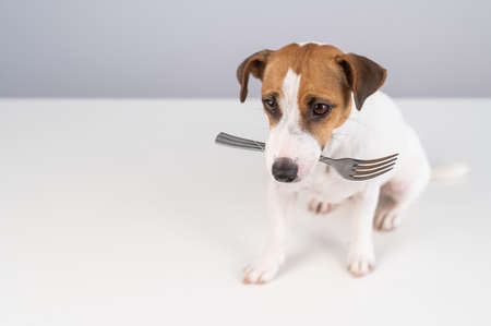 Portrait of a dog Jack Russell Terrier holding a fork in his mouth on a white background.の写真素材