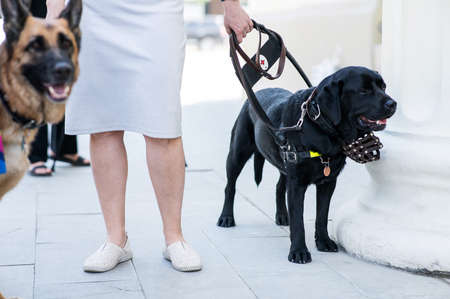 Black Labrador working as a guide dog for a blind woman.の写真素材