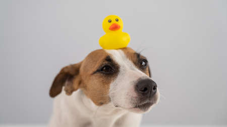 Jack Russell Terrier dog with a rubber duck on his head.の写真素材