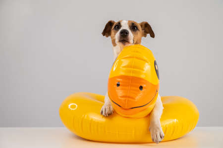 Dog jack russell terrier in a floating ring duck on a white background.の写真素材
