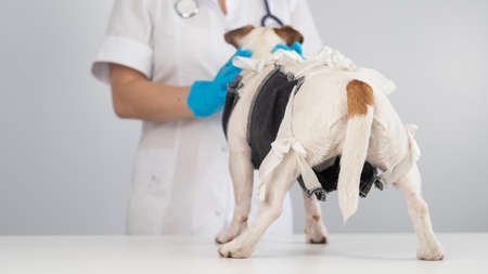 A doctor puts a blanket on a Jack Russell Terrier dog after a surgical operation.の写真素材