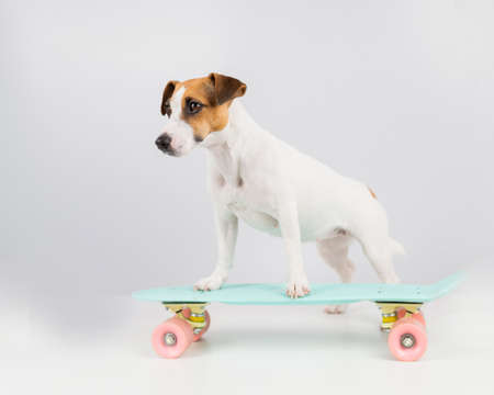 Dog on a penny board on a white background. Jack Russell Terrier rides a skateboard in the studio.の写真素材