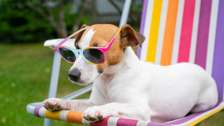 Jack russell terrier dog in sunglasses is resting on a sun lounger. Summer vacation concept.の写真素材