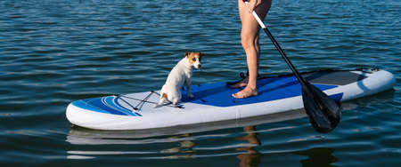 Dog jack russell terrier swims on the board with the owner. A woman and her pet spend time together...