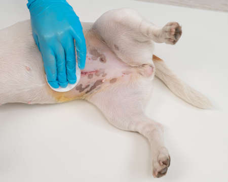 The veterinarian treats the dogs suture after a surgical operation.の写真素材