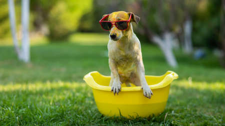 Jack russell terrier dog in sunglasses washes in a yellow basin outdoors.の写真素材
