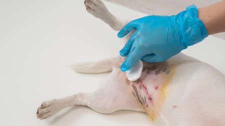 The veterinarian treats the dogs suture after a surgical operation.の写真素材