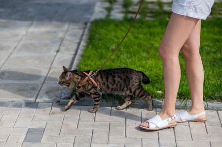 Caucasian woman walking with a cat on a leash outdoors in summer.の写真素材