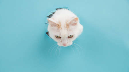 Bela fluffy cat stuck her head out of a hole in a paper blue background.の写真素材