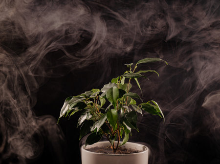 Smoke on a ficus in a pot on a black background.の写真素材