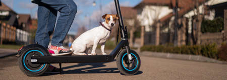 A woman rides an electric scooter in a cottage village with a dog Jack Russell Terrier.